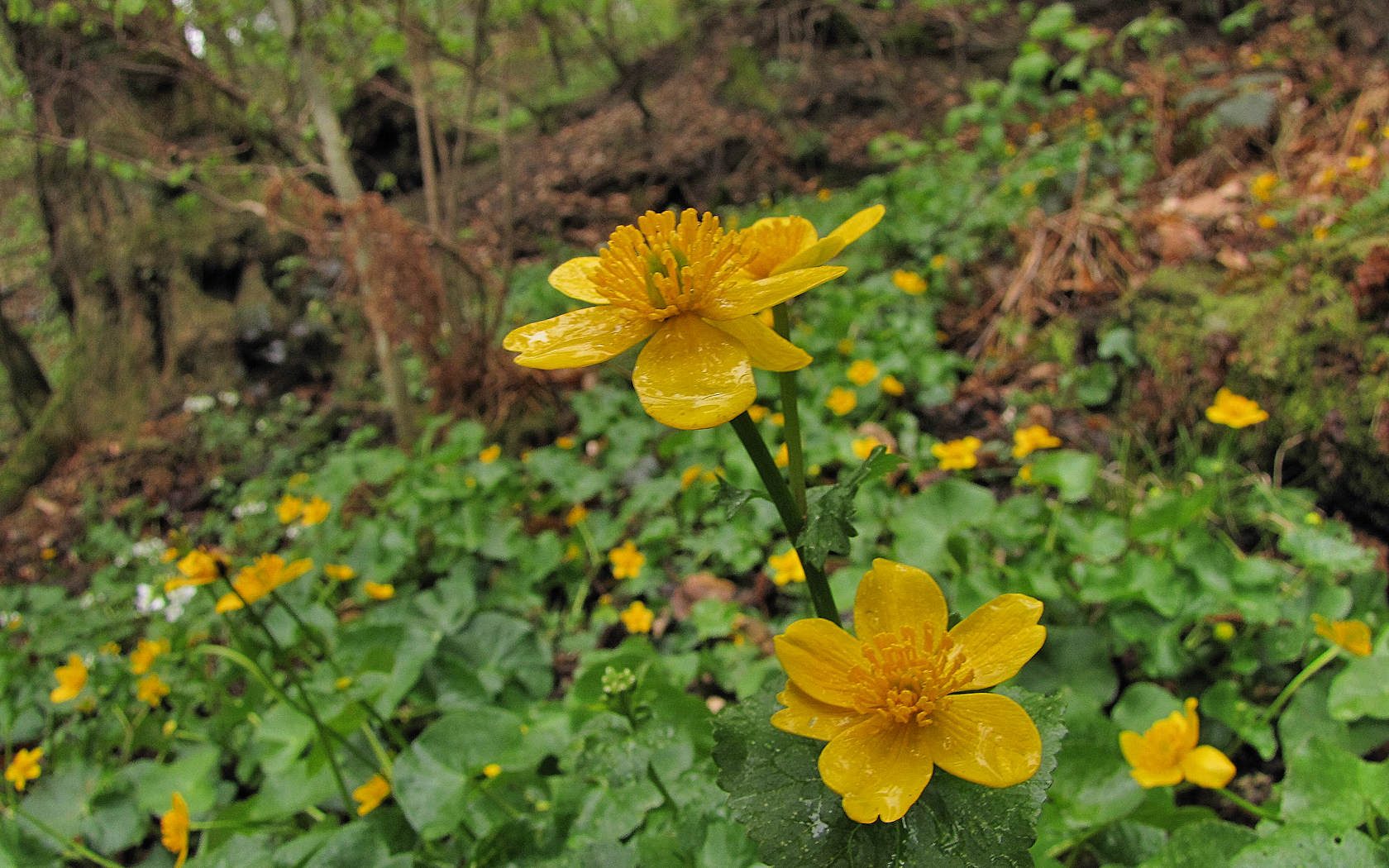 Un giorno di pioggia